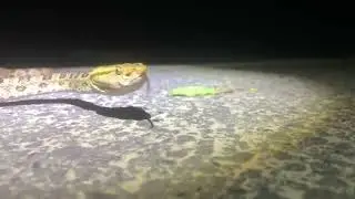 Protobothrops mucrosquamatus