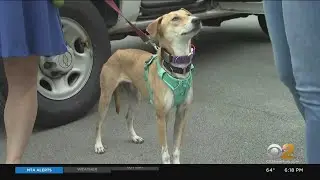MTA Bridge & Tunnel Officers Honored After Stopping Traffic To Rescue Dog