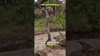 Nature&rsquo;s Surprise: The Giant Snake! #Wildlife #UnexpectedFind