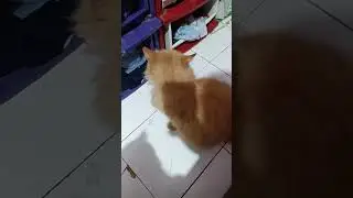 funny cat #cats #cute #pets #meow #instacat #catlover #kittensofinstagram #animalovers