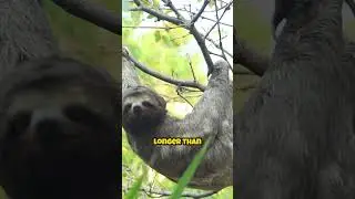 Sloths Hold Their Breath Longer Than Dolphins?! 🦥🐬