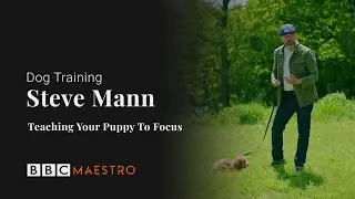 Steve Mann - Teaching Your Puppy To Focus - Steve Mann - Dog Training &ndash; BBC Maestro