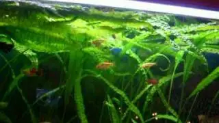 240l Aquarium