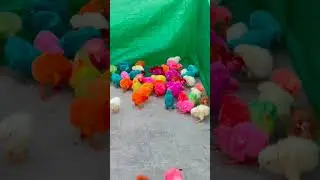 Lovely Hen Baby Chicks #murgi #chicks #animals #trending #shorts