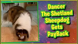 Dog Disciplines Bad Toy Monkey #Shorts Dancer The Shetland Sheepdog Funny