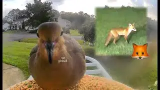 Ghuggi🕊️ | Ringed Dove #birds #dove #youtube #viral #usa  @sstgloball