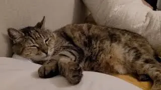 there was LoFi girl, meet HiFi cat momo
