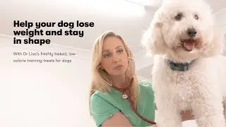 How to help your dog lose weight and stay in healthy shape.