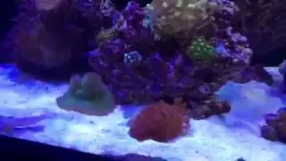 Red Sea Reefer 350: New Corals/Fish are still in QT