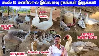 200+ Goose Duck | Rare Collection Ducks Available | 500 ரூபாய் முதல் | Biggest Fancy Duck Farm |vlog