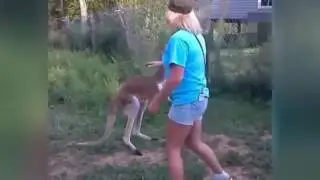 Man fights kangaroo Compilation   Best Funny Videos