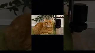 Как достать хозяина🙀🐾 #cat #веселыекоты #cuteanimal #рекомендации #cute #прикольныекоты #petshorts