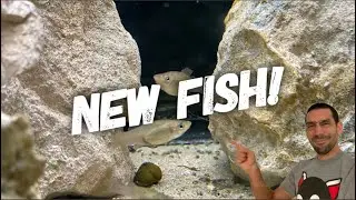 Catching local fish for my Tank!