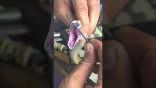 Russell Vipers teeth