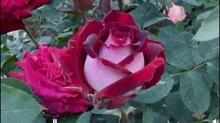 Osiria Rose Spring 2025