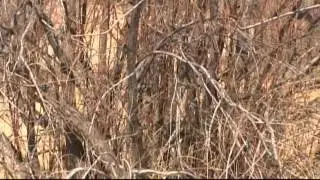 Salt Cedar becomes a threat to Las Cruces