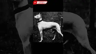 😲Como cambio el Bull Terrier ingles a lo largo de la Historia