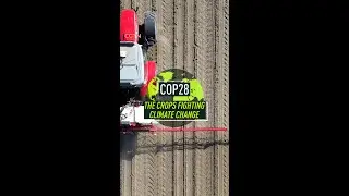 The crops fighting climate change