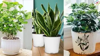 8 Best Plants for Insomnia and Sleep Apnea According to Studies