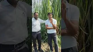 Maize green fodder best feed for animals 9012157382