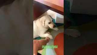 Работа и Тоби #дом #домашниеживотные #лабрадор #питомцы #смешныесобаки #собака