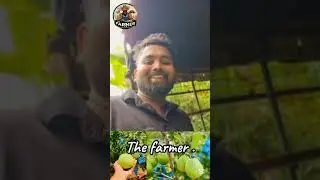 Get highquality Apple Guava airlayered plants📞 Contact us for orders:078-9786847 @TheFarmer-r3z