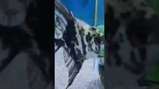 How To Breed Angel Fish (Perfect Breeding Setup)