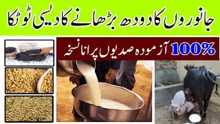 How to increase milk production in cows || Milk booster for Buffalo in Hindi / Urdu