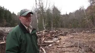 White Mountain Tunnel Brook 9