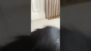 Monkey twerking