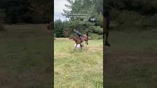 I have so many vids I could post to this trend😂this is some talented riding right here #horsefails