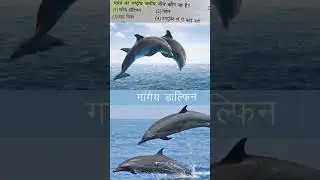 The Ganges River Dolphin गंगा नदी डॉल्फ़िन #ganga #river #gangariver #rivers #india#dolphin#dolphins