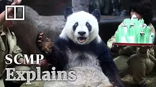 The hard cash that goes into China&rsquo;s panda diplomacy