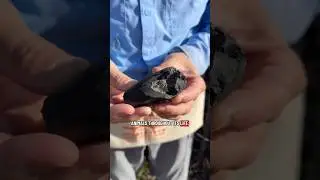Что находит палеонтолог на пляже? Зуб кашалота! #окаменелости 🐋