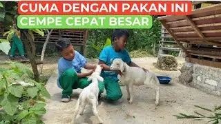 Pakan Pre Starter Untuk Cempe
