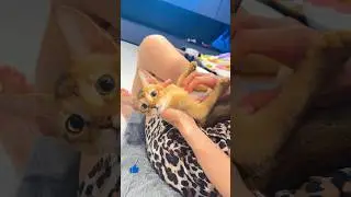 Трансформация котёнка после сепарации 🙀