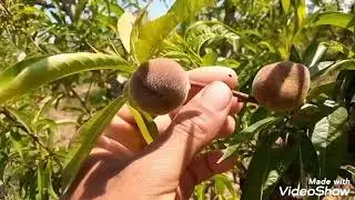 كيف أتعامل مع أشجار#الخوخ المسطح او الشهدية او الخوخ الدائري