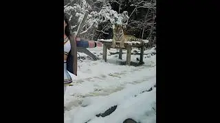 Winter Zoo Adventure: Taking a Snowy Photo with a Tiger ❄️🐅✨#tiger #zoo #snow