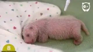 🍃🐼 first 100 days of Panda's growth