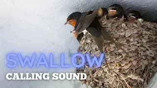 Swallow Calling Sound (call voice)