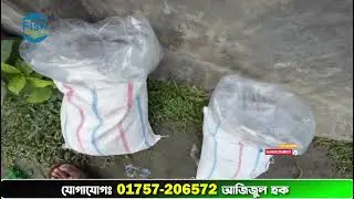 🔥 উন্নত মানের গোল্ডেন তেলাপিয়া 😊 Red Tilapia Fish
