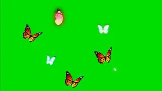 Butterfly flying green screen chroma key animation effect HD || Background animation NCR
