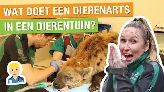 DAG MEE MET DE DIERENARTS VAN ONS DIERENPARK! 🤩 + ZO WORD JE DIERENARTS! | Carlijns Dierenvraag #34