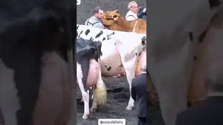 #sidhumoosewala #top #viral #big #farming #daily #jind #farming #daily