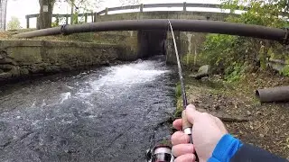 I've NEVER Seen THIS MANY TROUT! (spillway trout fishing)