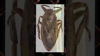 Yu-Gi-Oh! Lore: Fishborg Part 1 #fishborgharpooner #fishborgyugioh #ledeyugioh