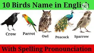 birds name  | birds name for kids | 10 birds name in english with spelling pronounciation