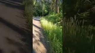 Morning Sounds in Nature #naturesounds #cycling #shorts