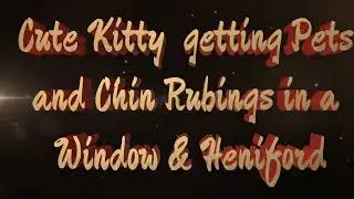 Cute Kitty getting Pets and Chin Rubbings in a Window & Heniford