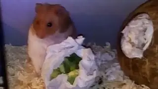 Hamster Paws 🐹 